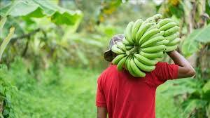 Banana harvest being carried from a farm