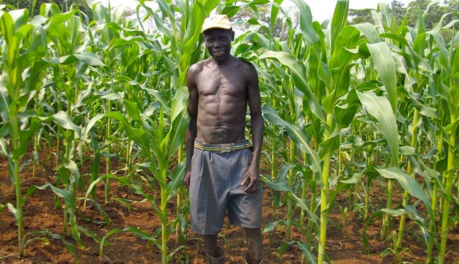 Farmer standing in a maize field